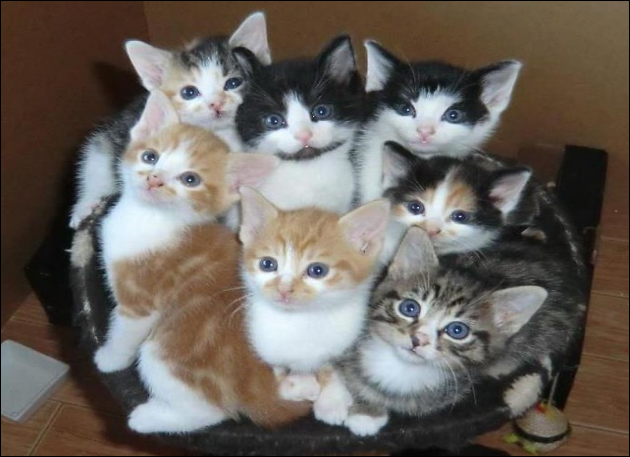 a group of seven kittens in a basket on the floor all looking up in anticipation at the photographer